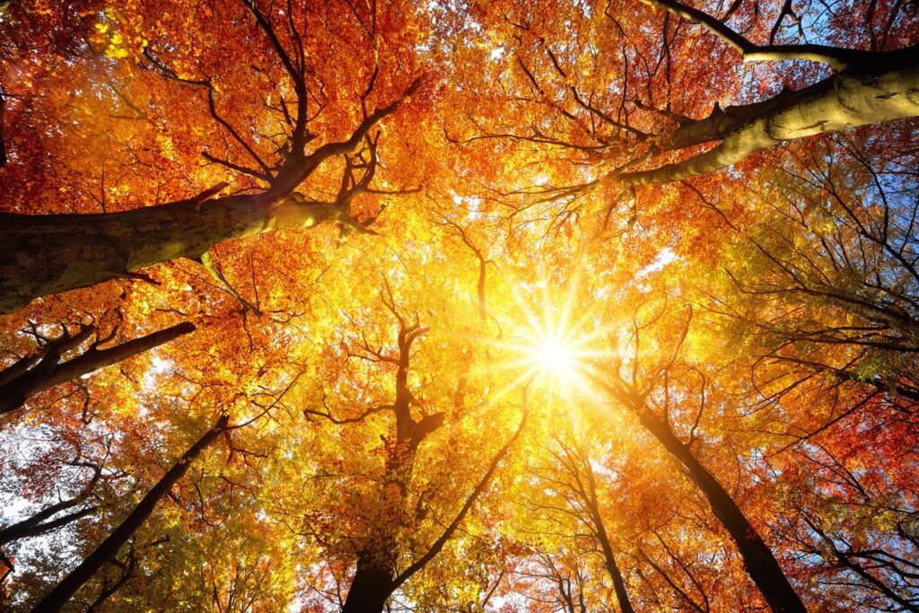 Autumn Maintenance Checklist